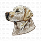 White lab DTF transfer