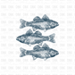Fish DTF Transfer BLUE